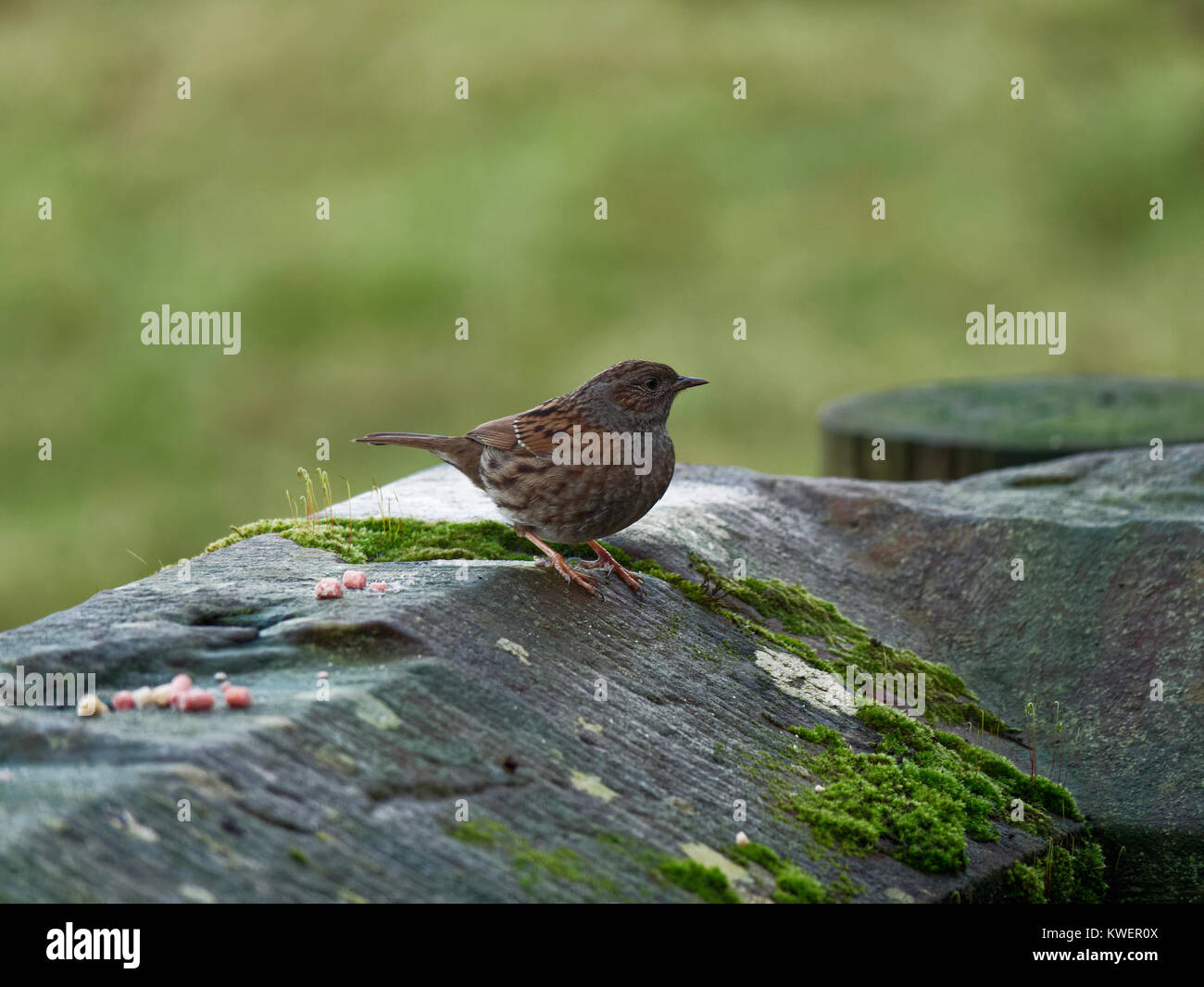 Dunnock an einer Wand in der Borrowdale-tal, Cumbria Stockfoto