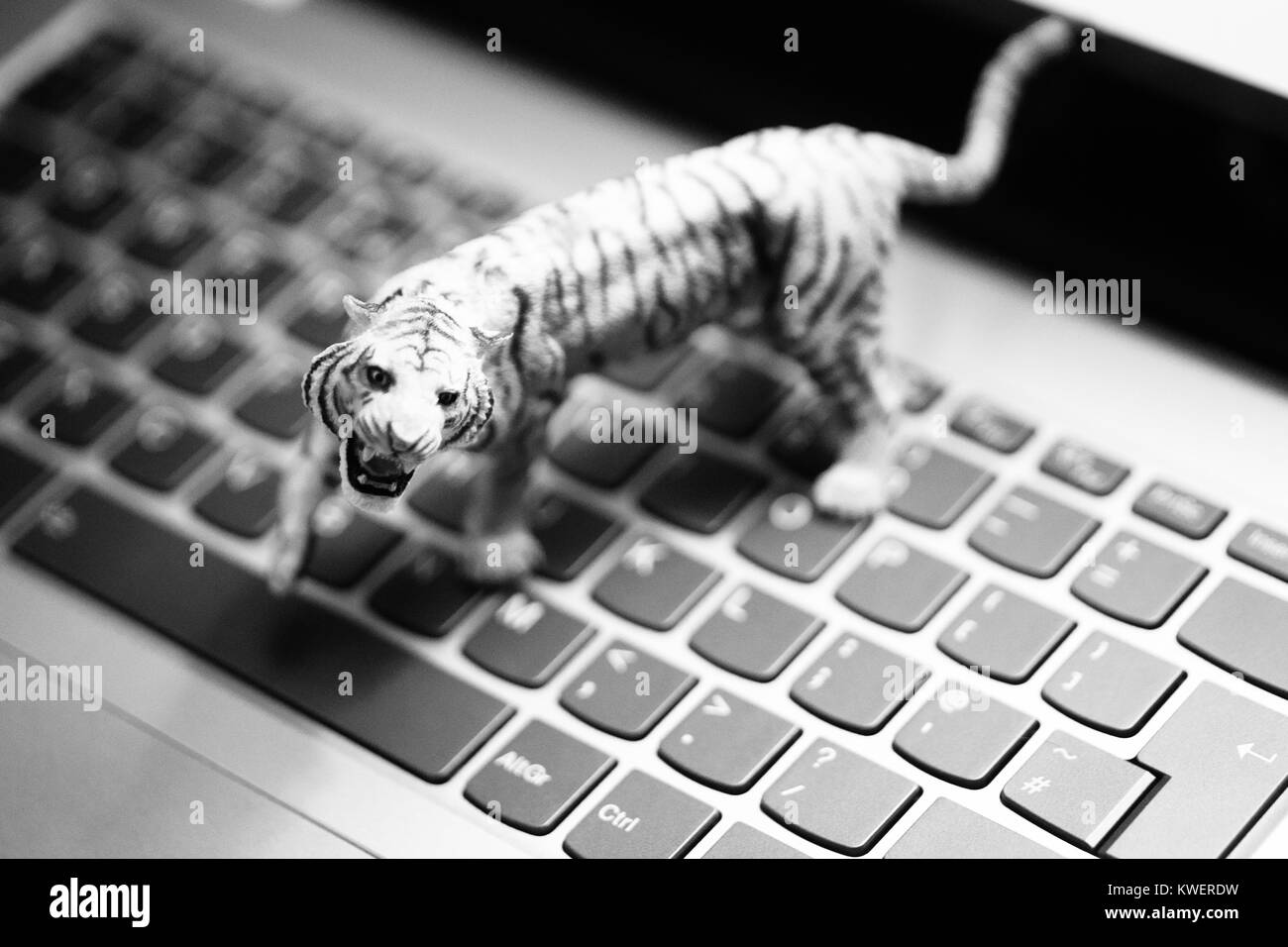 Toy Tiger auf Laptop Tastatur - wilde Tiere und Landwirtschaft im digitalen Zeitalter Stockfoto