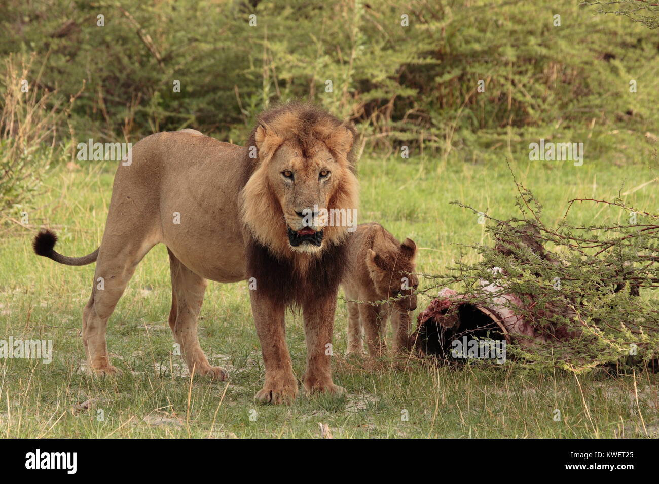 Männliche Löwe mit Kill und Lion Cub Stockfoto