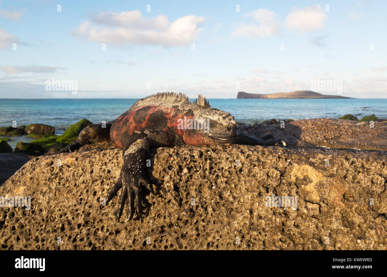 Marine iguana (Amblyrhynchus cristatus), männlich in passenden Farben auf einem Felsen, Santa Cruz Island, Galapagos, Ecuador Südamerika Stockfoto