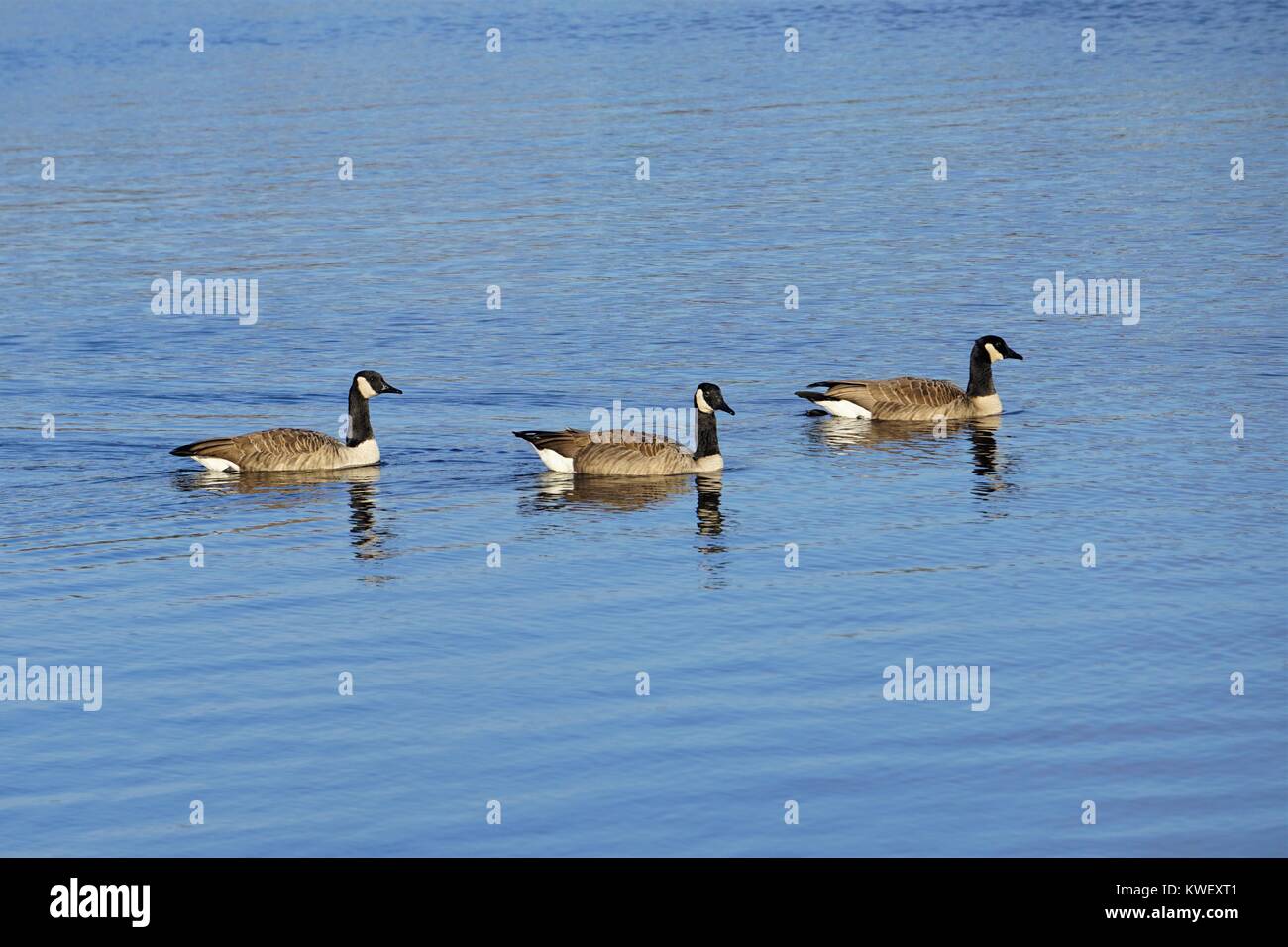 Kanadische Gänse Füttern Stockfoto