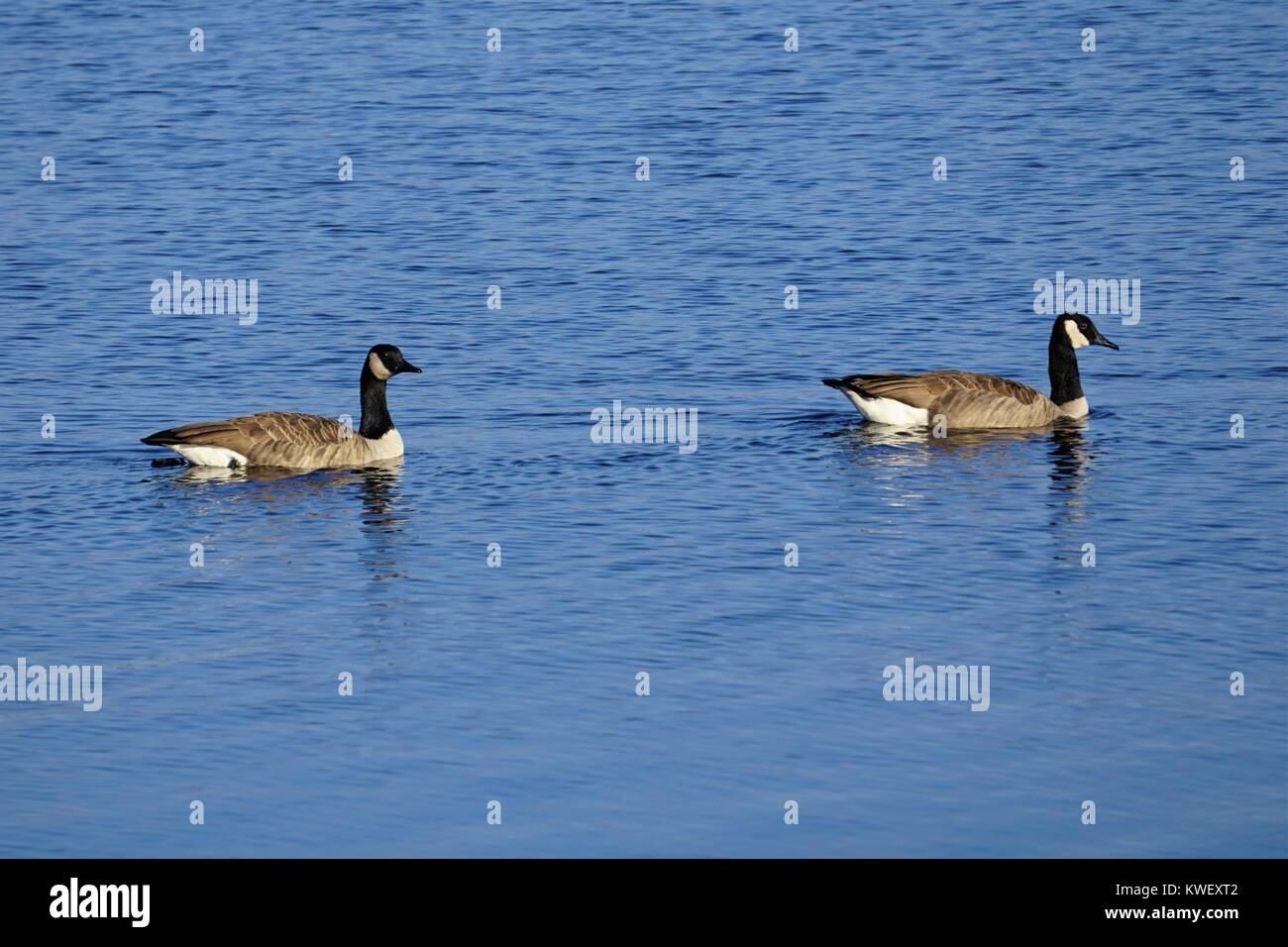 Kanadische Gänse Füttern Stockfoto