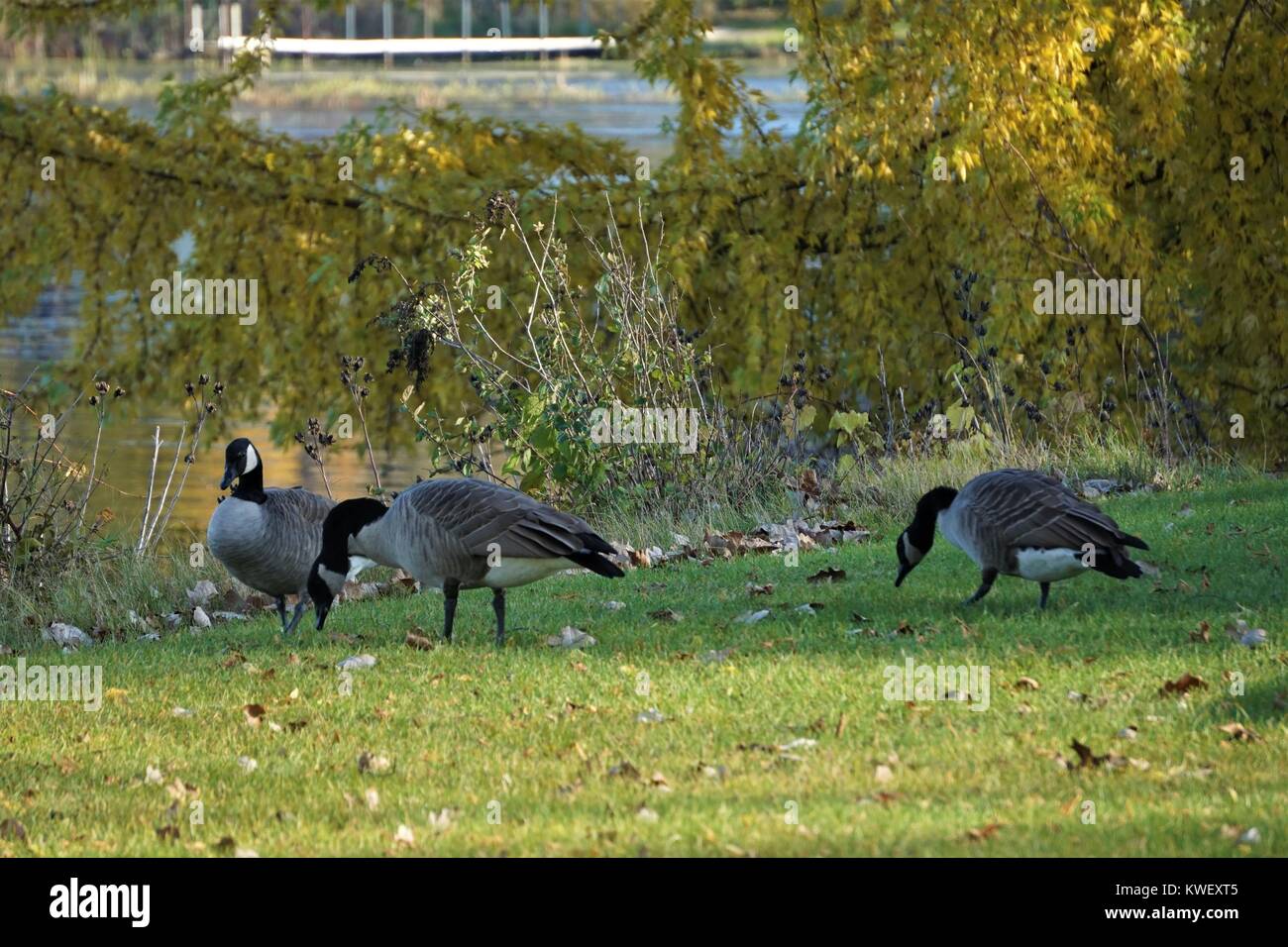 Kanadische Gänse Füttern Stockfoto