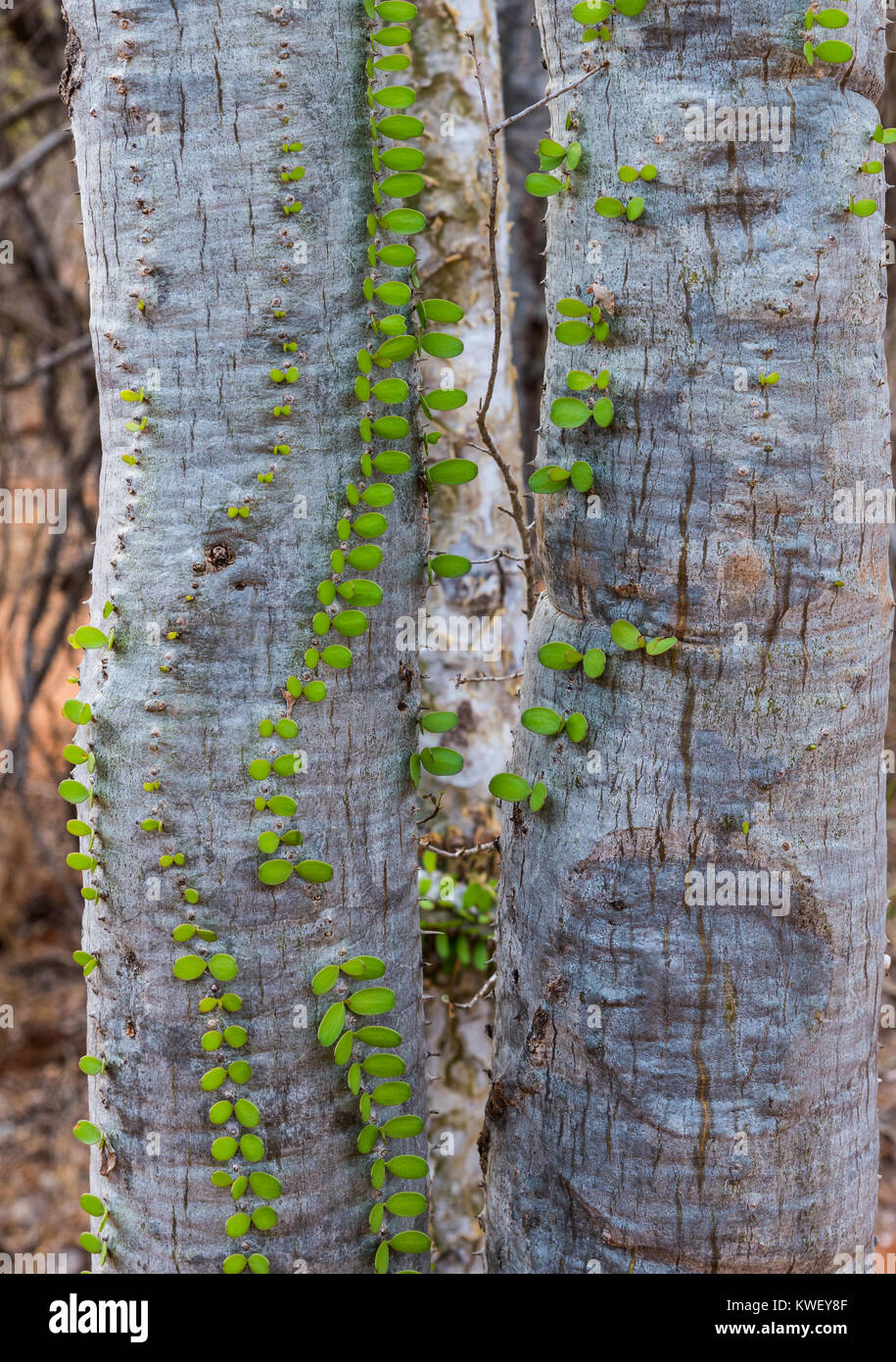 Alluaudia procera, oder Madagaskar Ocotillo, sind eindeutig für die stachelige Wald am Berenty Private Reserve im Südwesten von Madagaskar, Afrika. Stockfoto