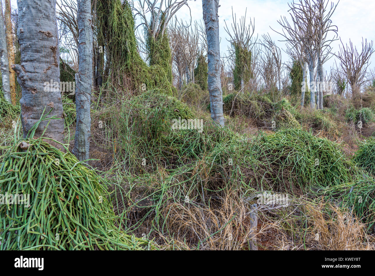 Cissus Quadrangularis, eine invasive Arten, decken die einheimischen Arten in den Stacheligen Wald von berenty Private Reserve, im Südwesten von Madagaskar, Afrika. Stockfoto