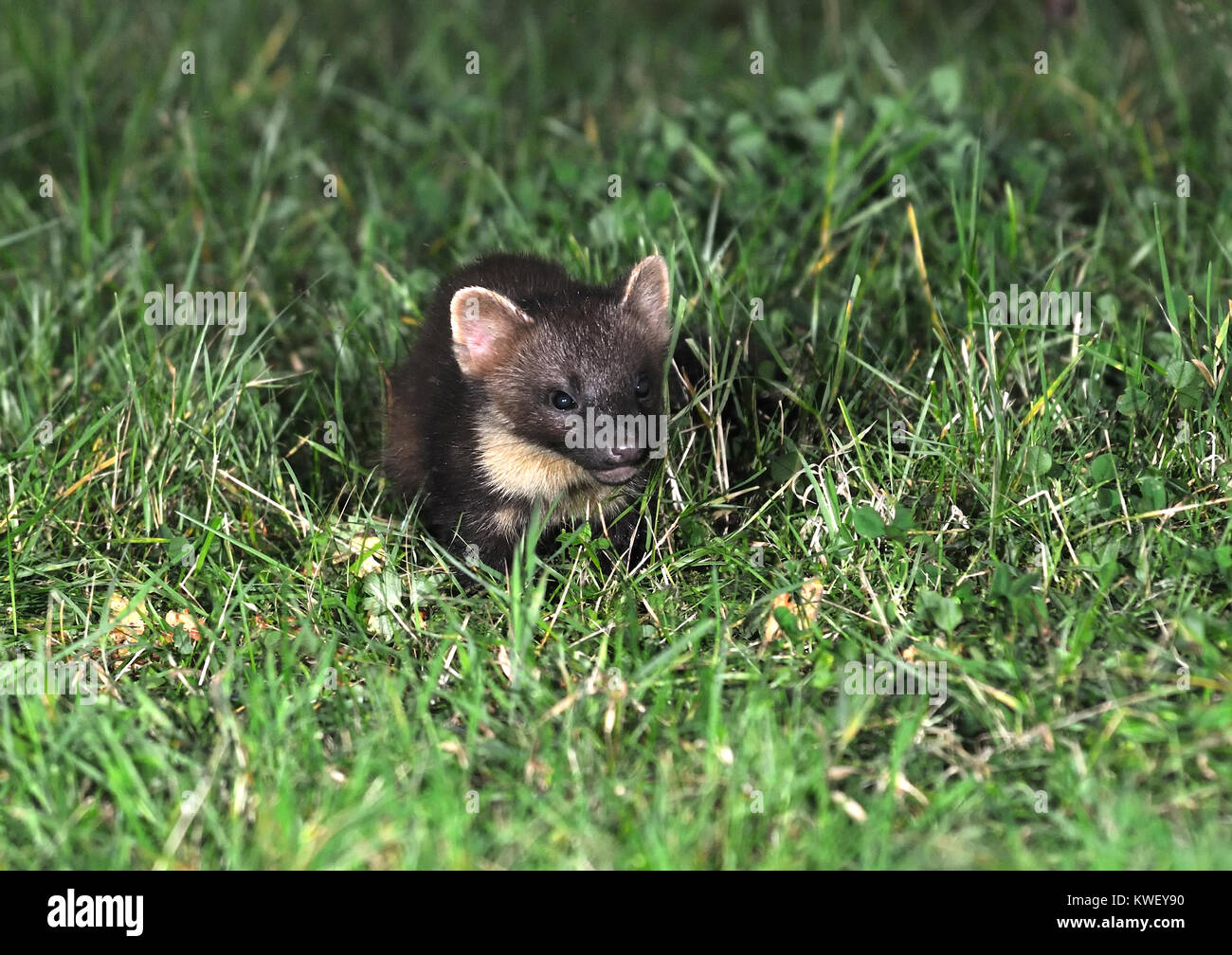 Baummarder (Martes martes) Ernährung auf dem Boden Stockfoto