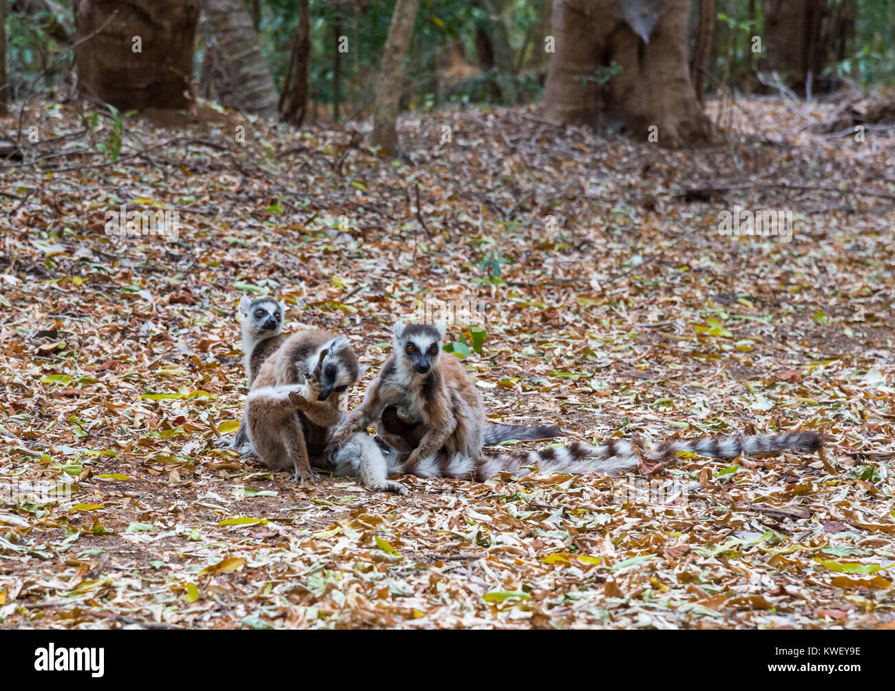 Eine Familie von Kattas (Lemur catta) in Berenty Private Reserve. Madagaskar, Afrika. Stockfoto