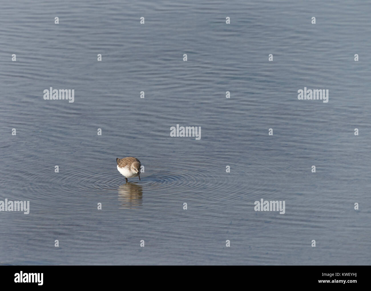 Einsame sand Piper auf der Suche nach Nahrung in flachen Küstengewässern. Strandläufer essen kleine Wirbellose aus dem Schlamm oder Erde abgeholt. Stockfoto