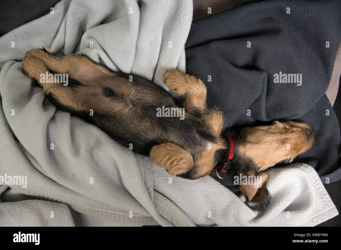 How long do mini dachshunds sleep