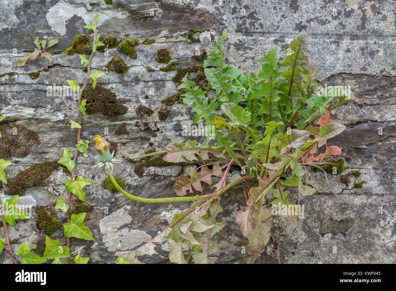Eine isolierte Löwenzahn / Taraxacum officinale Pflanze, die in einer Steinmauer wächst. Löwenzahn Blätter sind essbar, & Wurzeln machen einen Kaffee Ersatz. Stockfoto
