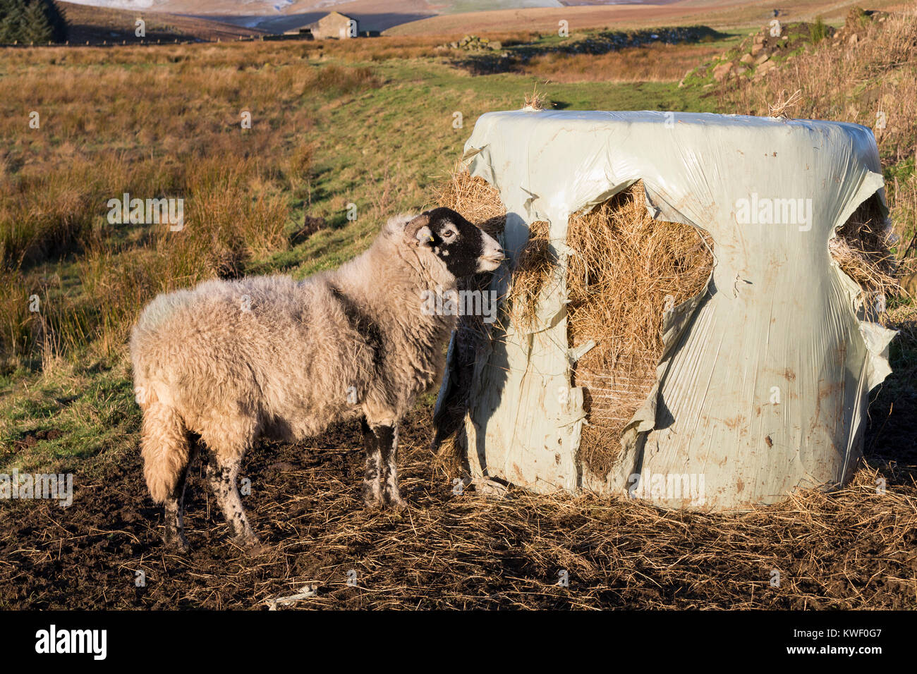 Swaledale Schaf grasend aus Kunststoff Runde Kaution von Heu, Teesdale, County Durham, UK Stockfoto