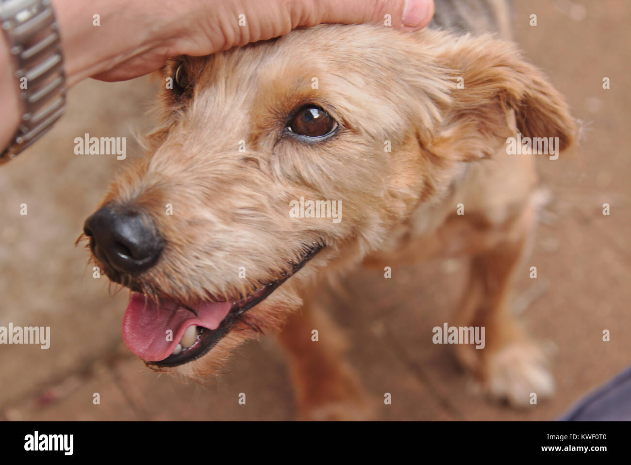 Hund-Mans bester Freund Stockfoto