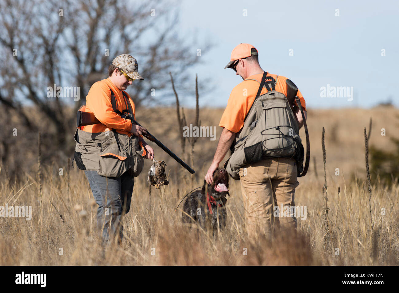 Vater und Sohn Wachteln jagen in Kansas Stockfoto