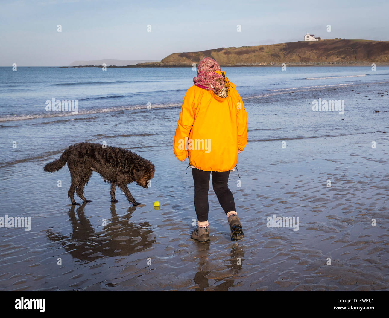 Frau in einem hellen, gelben Mantel, Wandern entlang der Waters Edge auf sandigen Strand, Porth Tywyn Mawr, auf Anglesey und Spielen mit einem schwarzen Labradoodle Hund Stockfoto