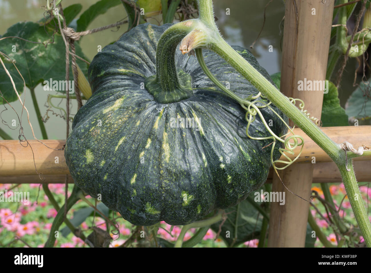 In der Nähe von Green pumpkin Wachstum im ökologischen Landbau gesunde Nahrungsmittel zu sein. Stockfoto