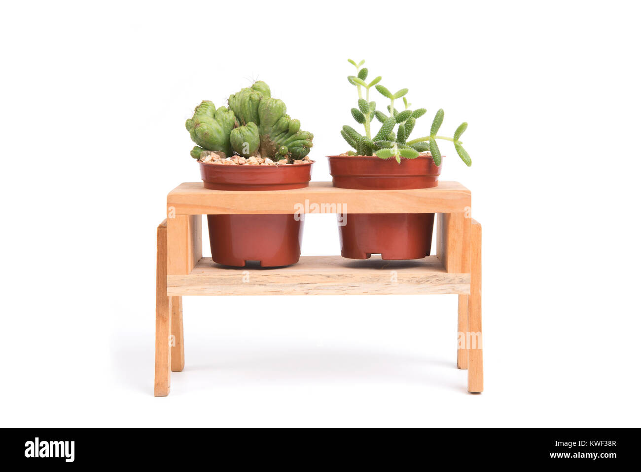 Zwei cactus Töpfe in Holz Stativ für zu Hause decorationon weißen Hintergrund. Stockfoto