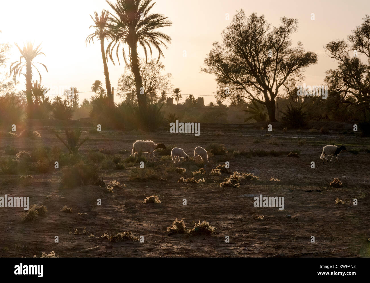 Schafe weiden in der idyllischen Umgebung von Kasbah bei Sonnenuntergang. Stockfoto