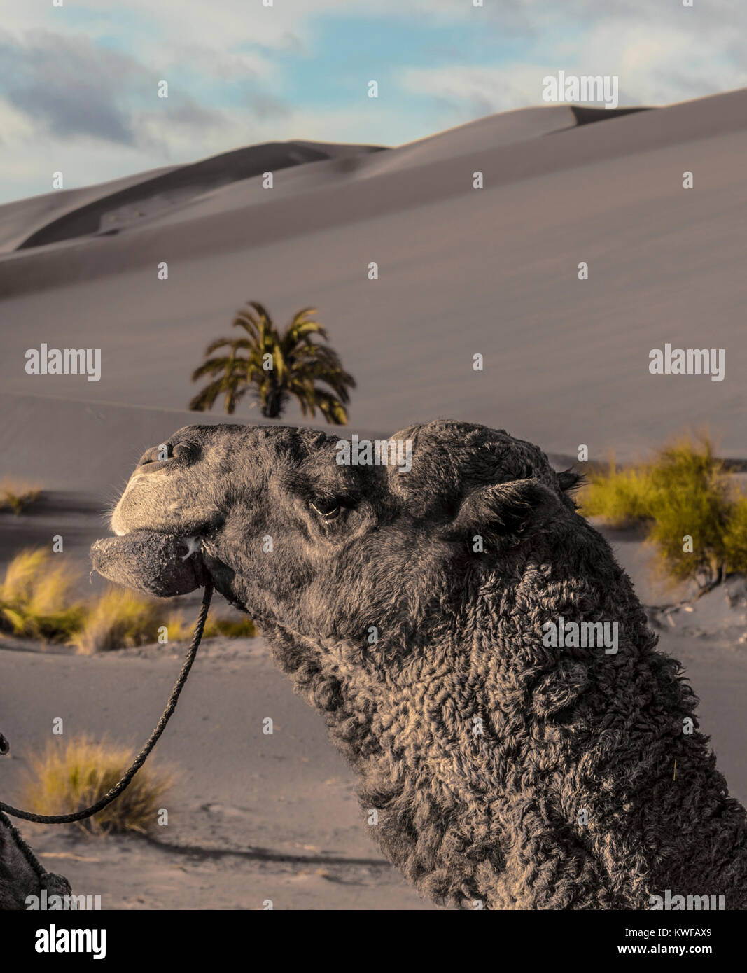 Kamel Portrait mit Palmen Stockfoto