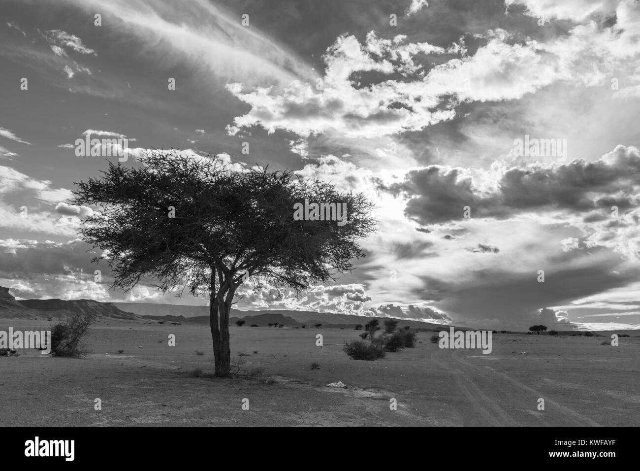 Singular Baum in ariden Marokkanische Landschaft mit dramatischen Himmel. Stockfoto