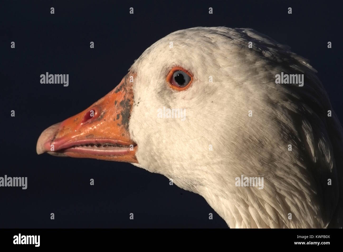 Portrait von Gans mit beeindruckenden blauen Auge und orange Schnabel Stockfoto