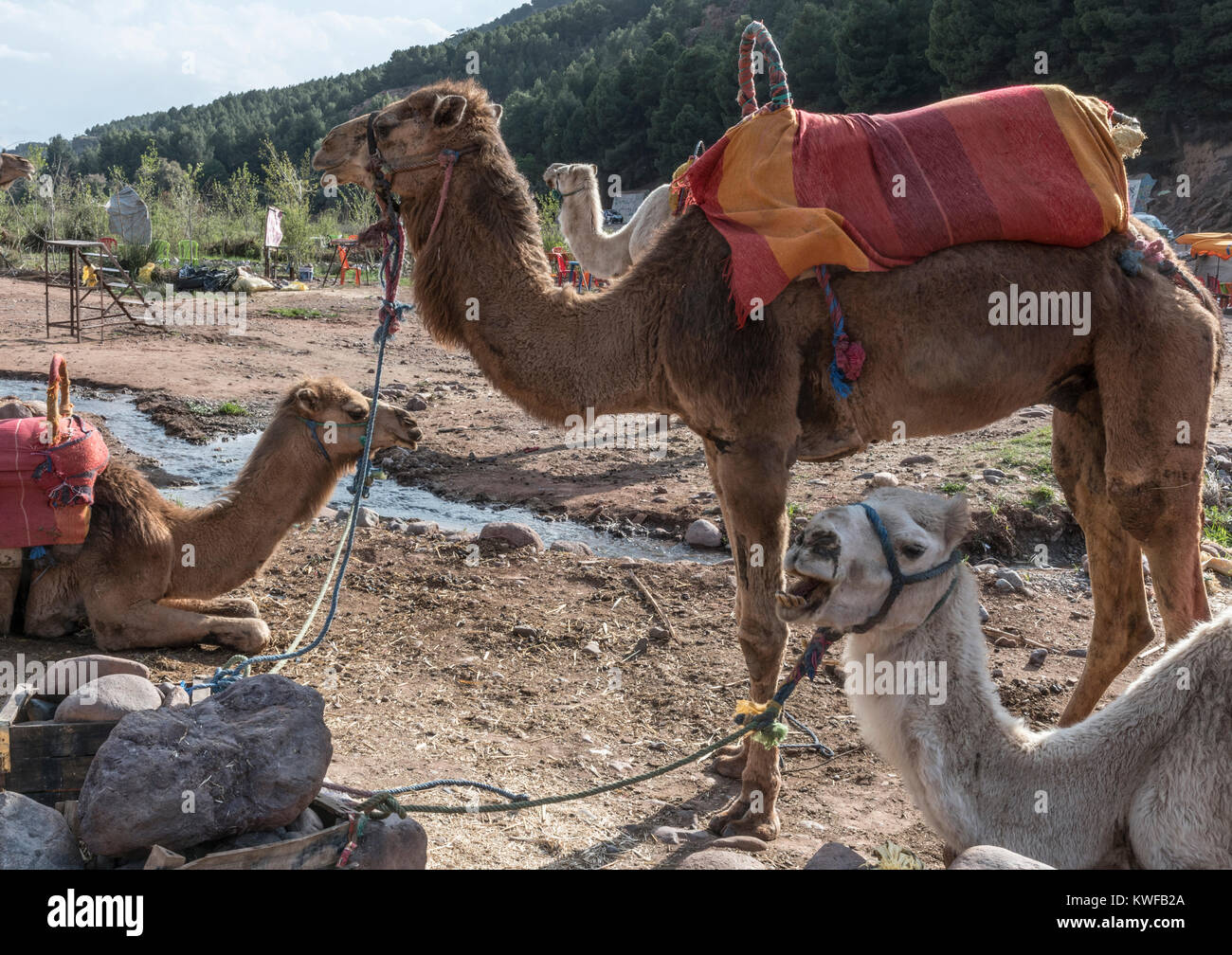 Kamele bereit - in der Nähe von Asni, Atlas Gebirge. Stockfoto