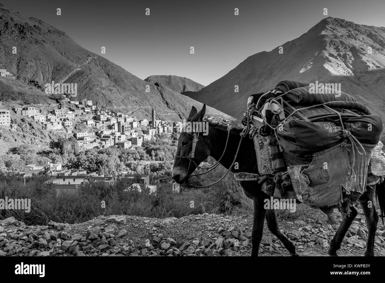 Trekking mit Maultieren im marokkanischen Atlasgebirge Stockfoto