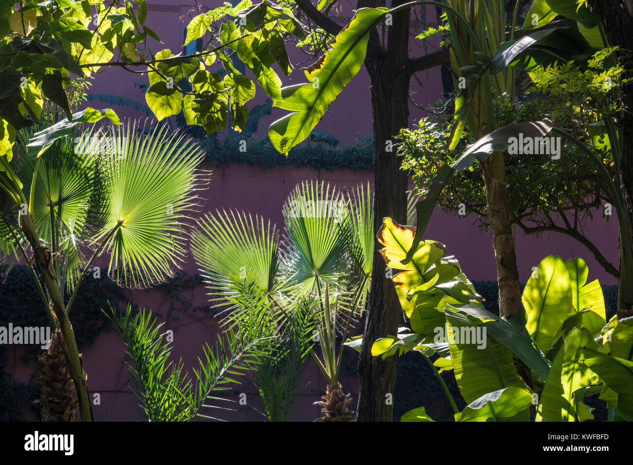 Abstraktes Bild von Palm Laub im Cyber Park. Stockfoto