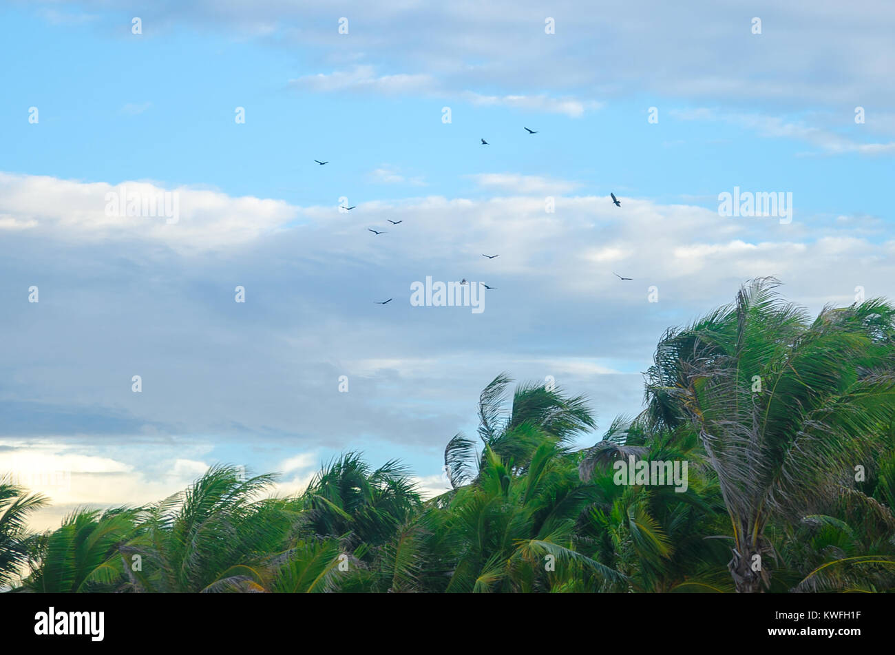 Vögel fliegen hoch über Palmen am Strand Stockfoto