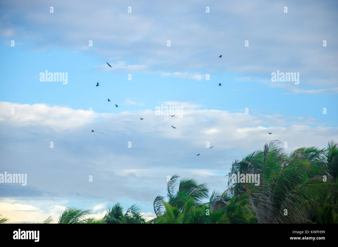 Strand Vögel fliegen über den blauen Himmel an der Küste Stockfoto