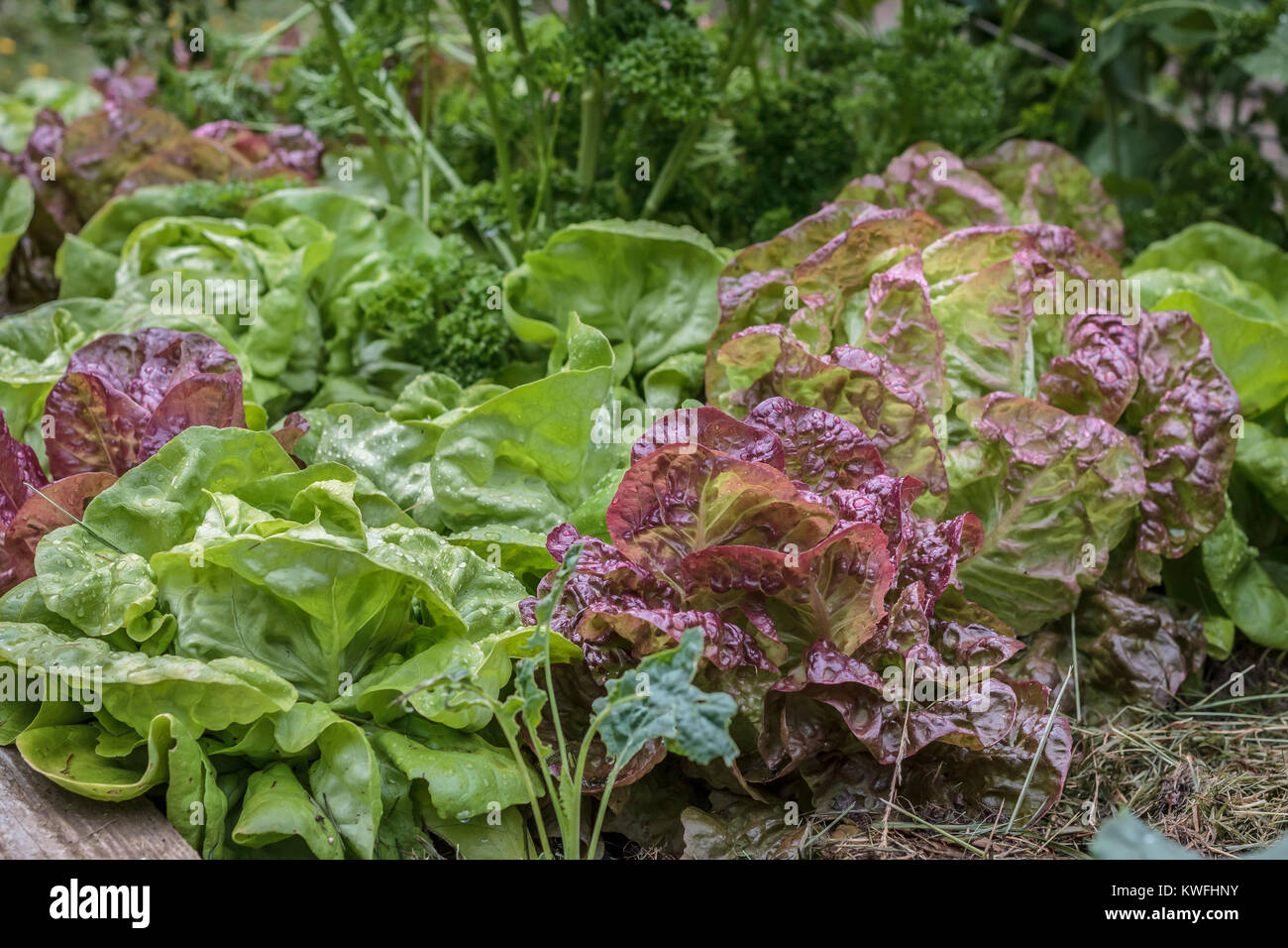 Nassen roten und grünen Sorten von Kopfsalat Kopfsalat wachsen dicht in einem Garten im Hinterhof (hölzerne Ecke des angehobenen Bett deutlich sichtbar in der unteren linken). Stockfoto