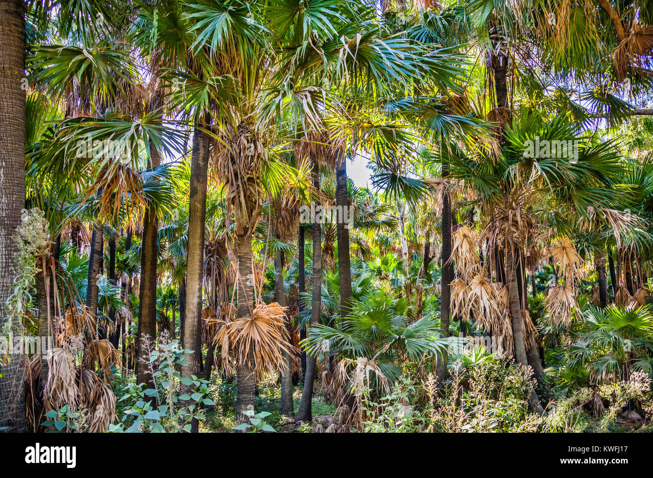 Tropischer Regenwald in Naru finden, Markierungen, Lake Macquarie, New South Wales, Australien Stockfoto