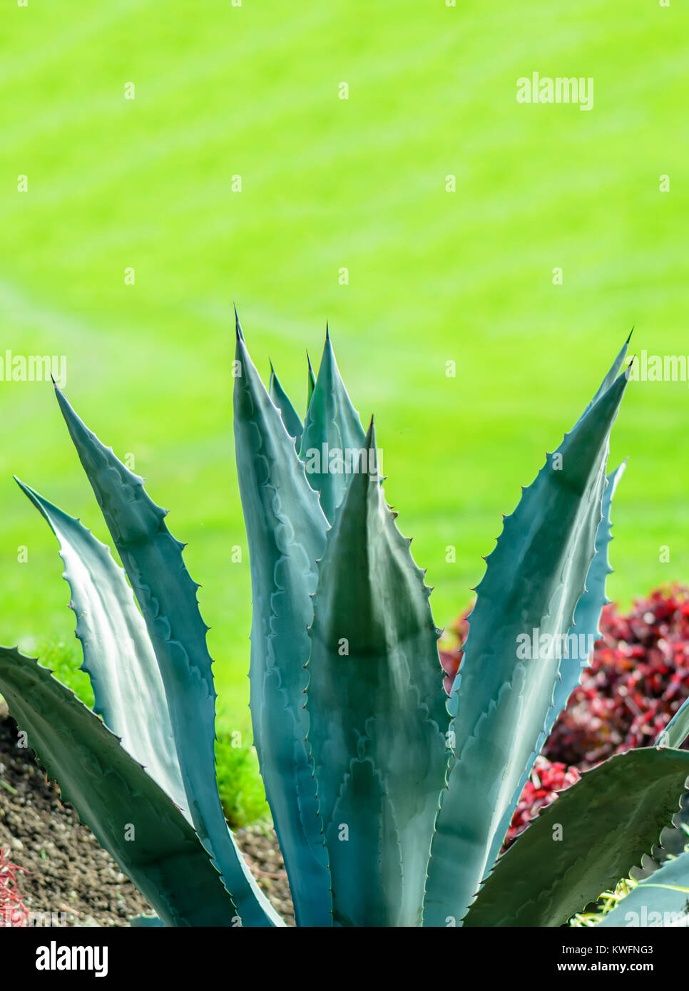 Lange, scharfe, dornige Bltter eines Kaktus Anlage auf einem grnen  Hintergrund an einem hellen Sommertag Stockfotografie - Alamy