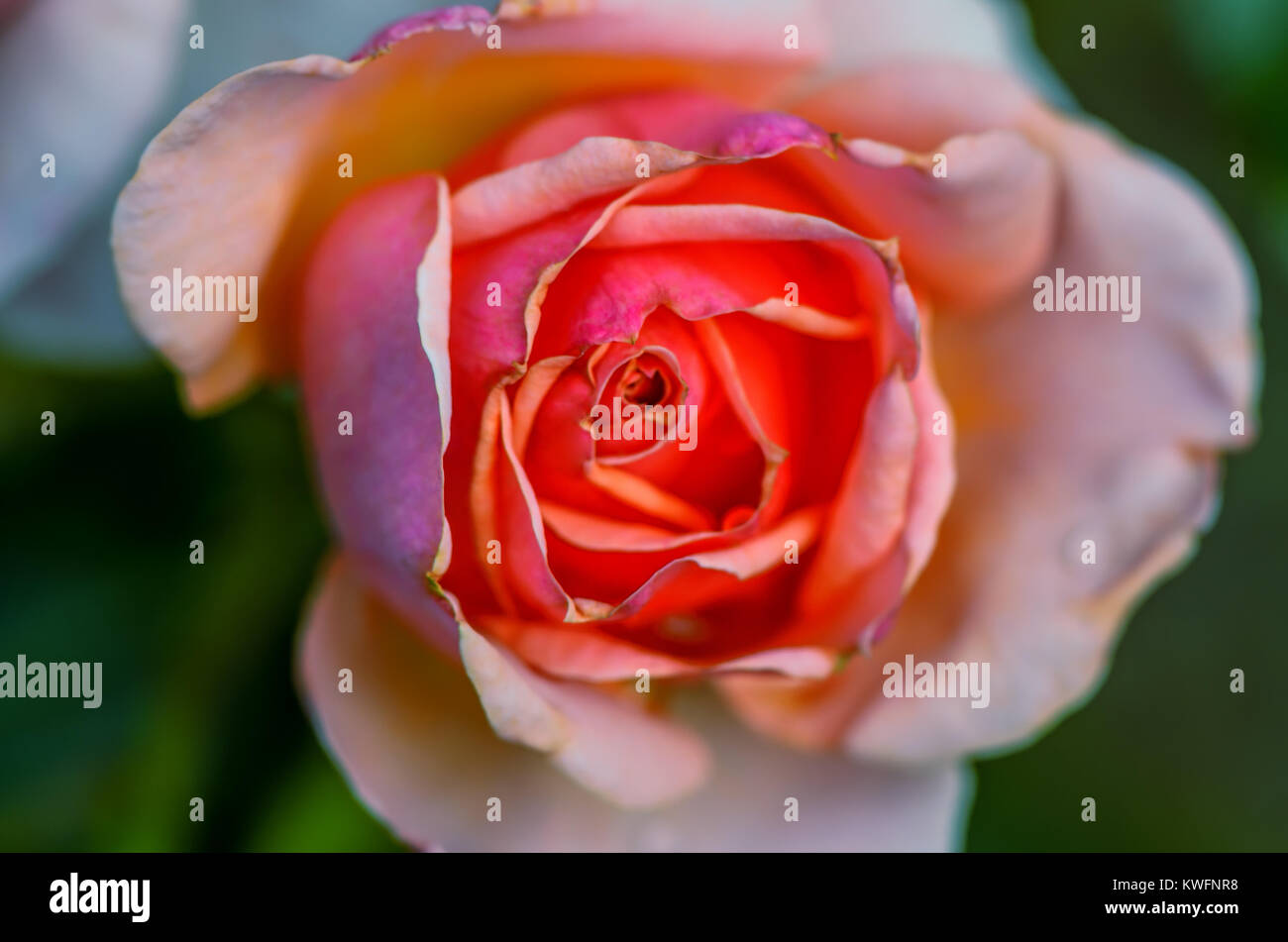 Rot cremig zarter Blume auf einer unscharfen Hintergrund auf eine klare, Sommer Tag Stockfoto