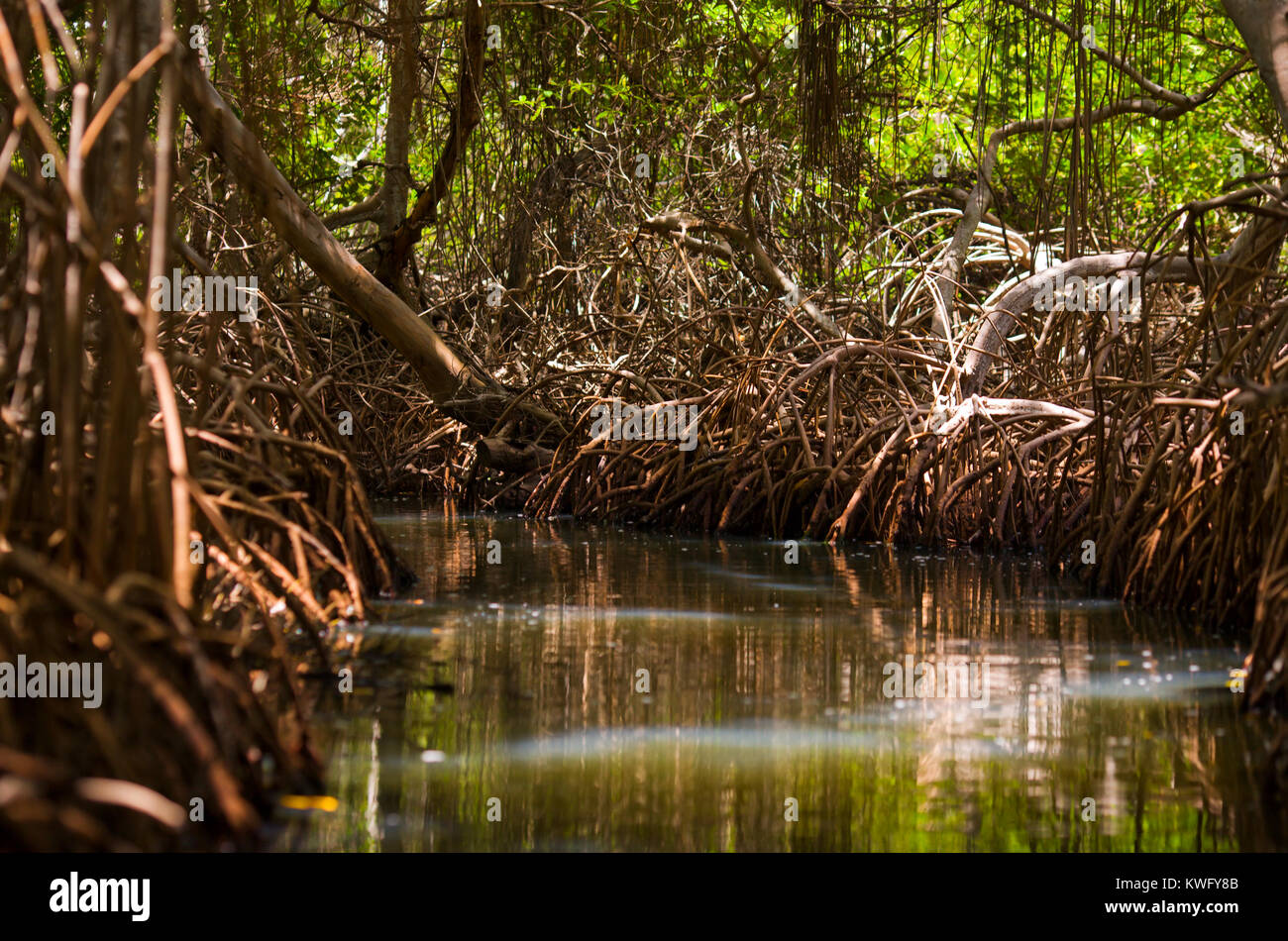 Mangrovenwälder im Nationalpark La Restinga, Insel Margarita, Venezuela Stockfoto