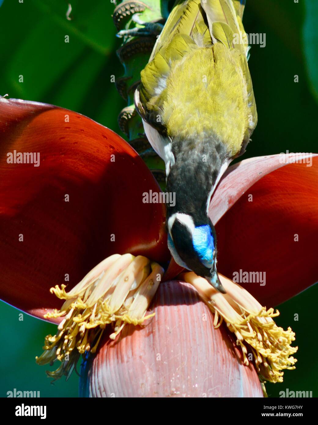 Blue-faced honeyeater, Entomyzon cyanotis, auf eine Banane Blume, Townsville, Queensland, Australien Stockfoto