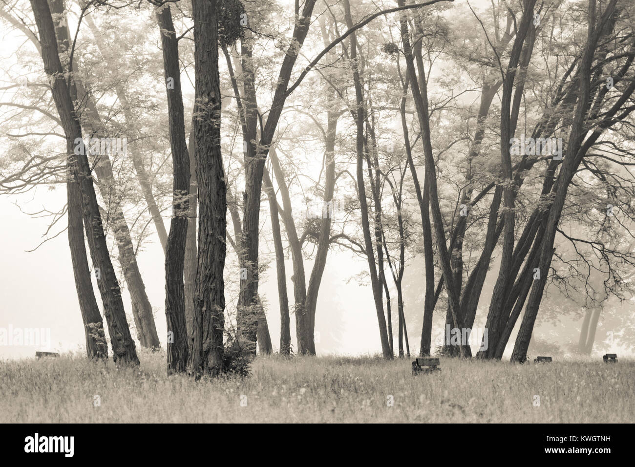 Nebeliger Morgen im Park mit grünem Gras Stockfoto