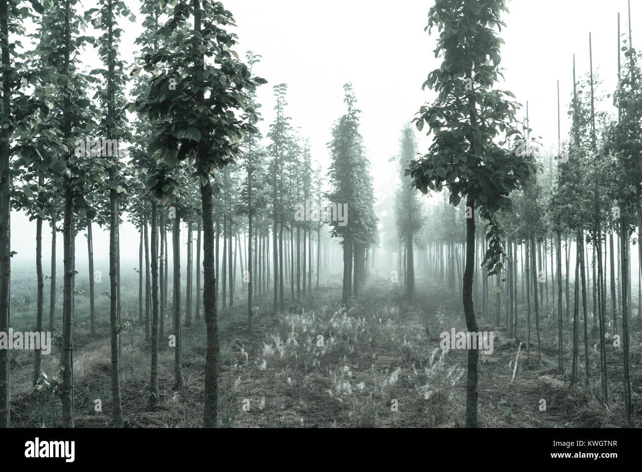 Anpflanzung von Bäumen im Nebel Stockfoto