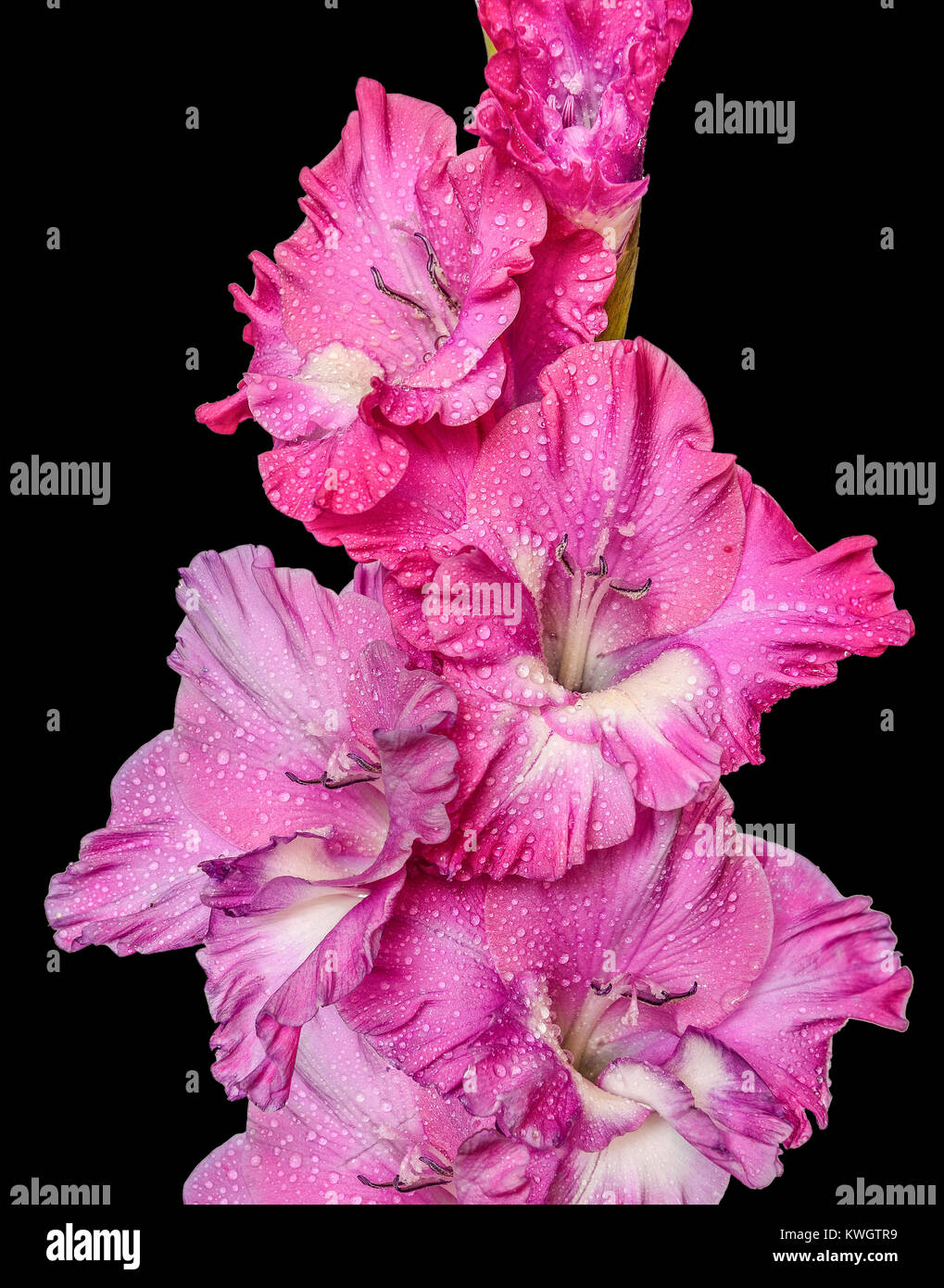 Single Spike von gladiolen Blumen mit Blüten von Pink, Lila und Weiß und das Wasser Tropfen Regen, auf einem schwarzen Hintergrund isoliert Stockfoto