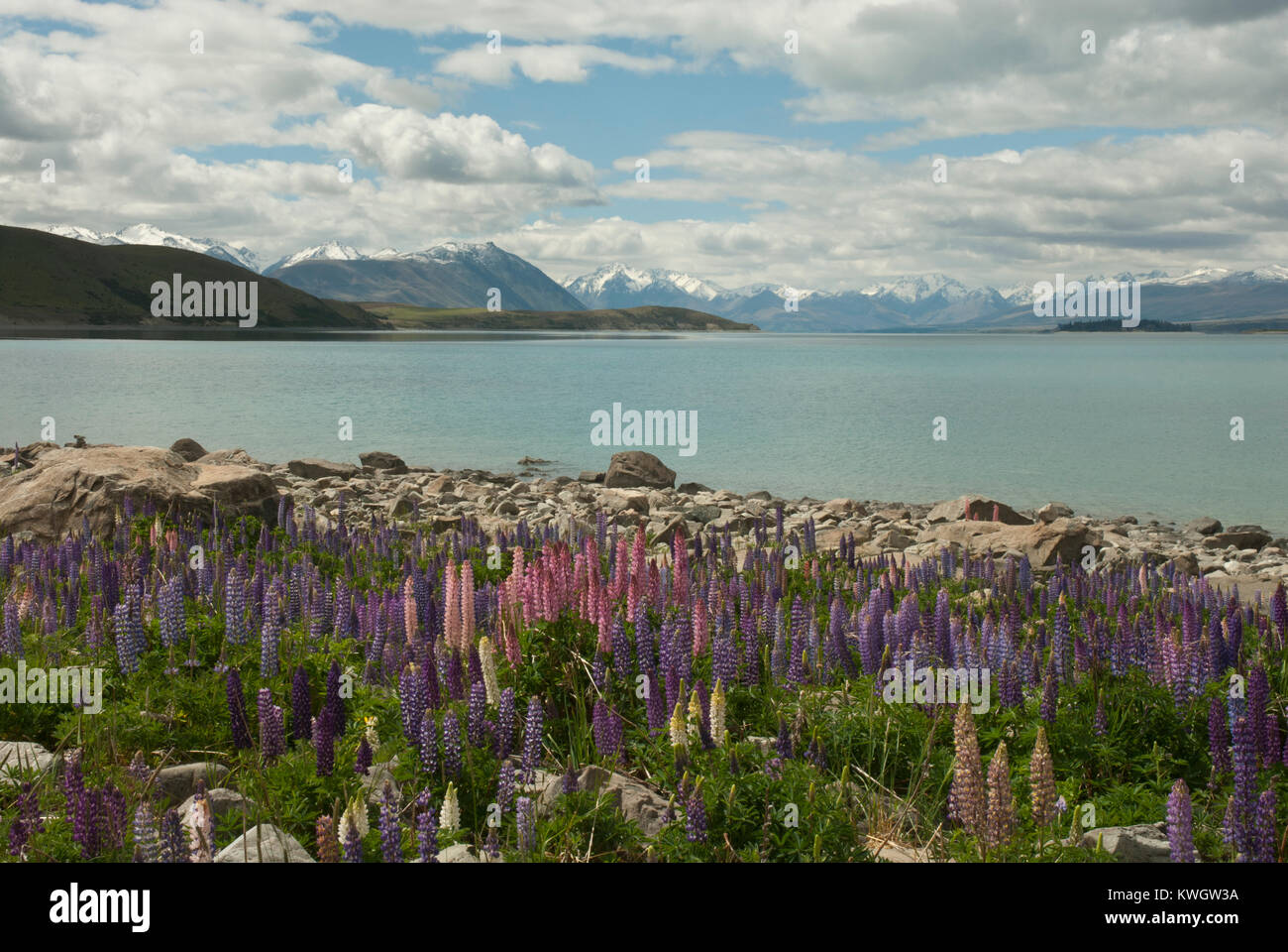 Fantastische und farbenprächtige Landschaft des Lake Tekapo, Frühling/Sommer, mit blauen See umgeben von schneebedeckten Bergen und farbenfrohe Landstriche Lupinen. Stockfoto