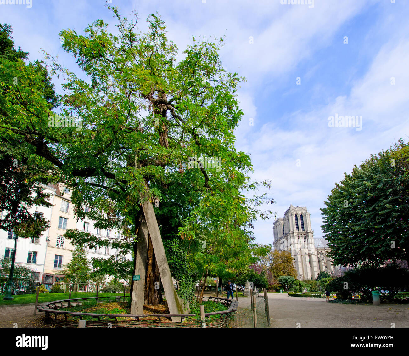 Paris, Frankreich. Der älteste Baum in Paris, Robinie oder falsche Akazie, 1601 gepflanzt, die von der Kirche von Saint-Julien le Pauvre. Notre Dame hinter Stockfoto
