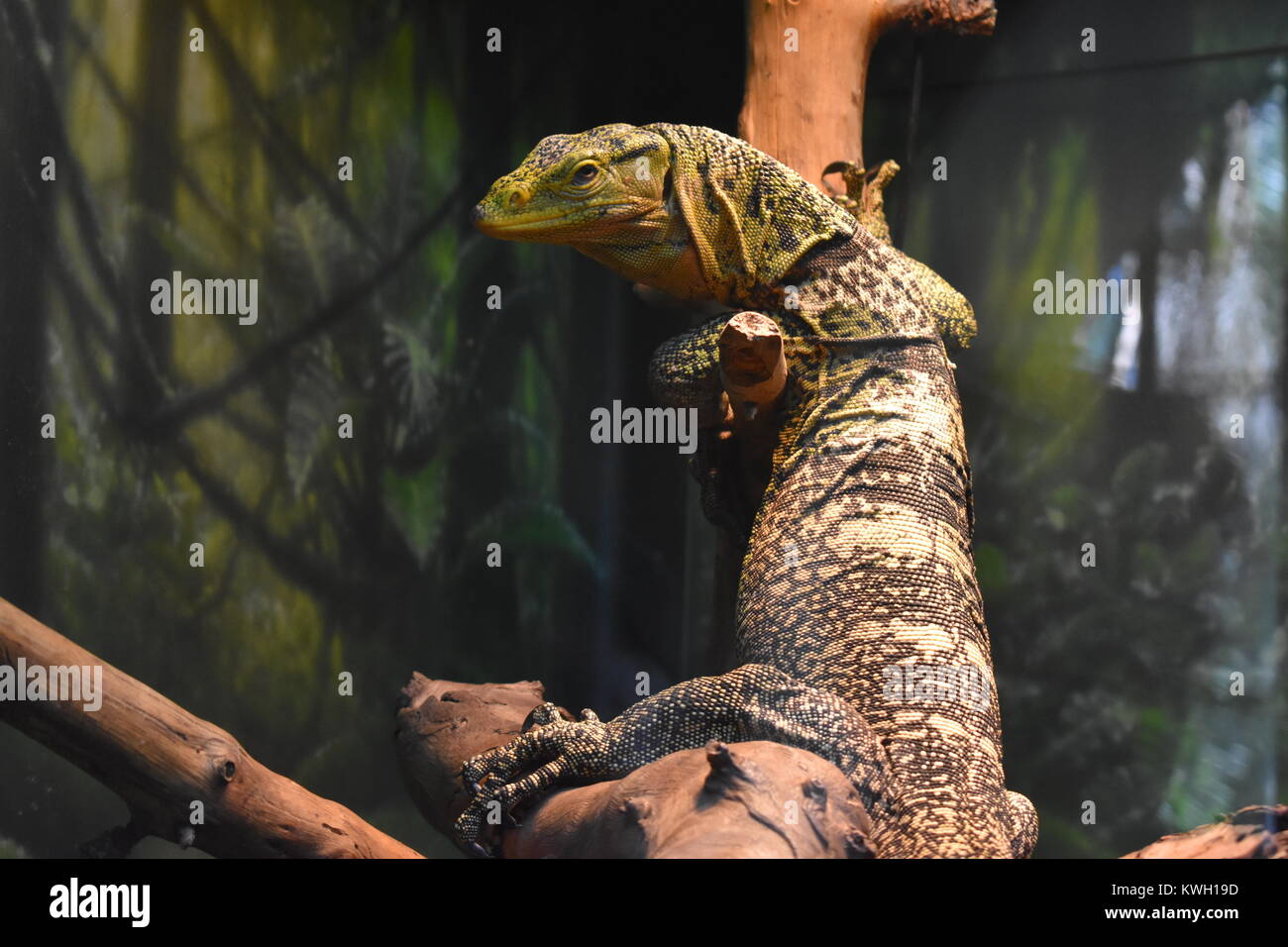 Monitor/Eidechse im Zoo Stockfoto