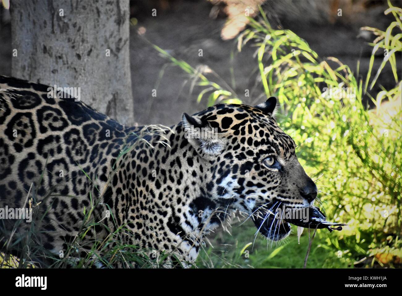 Jaguar Fisch zu essen Stockfoto
