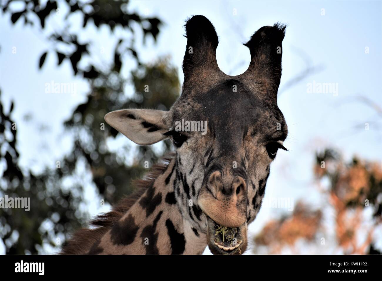 Giraffe starrte sie Stockfoto