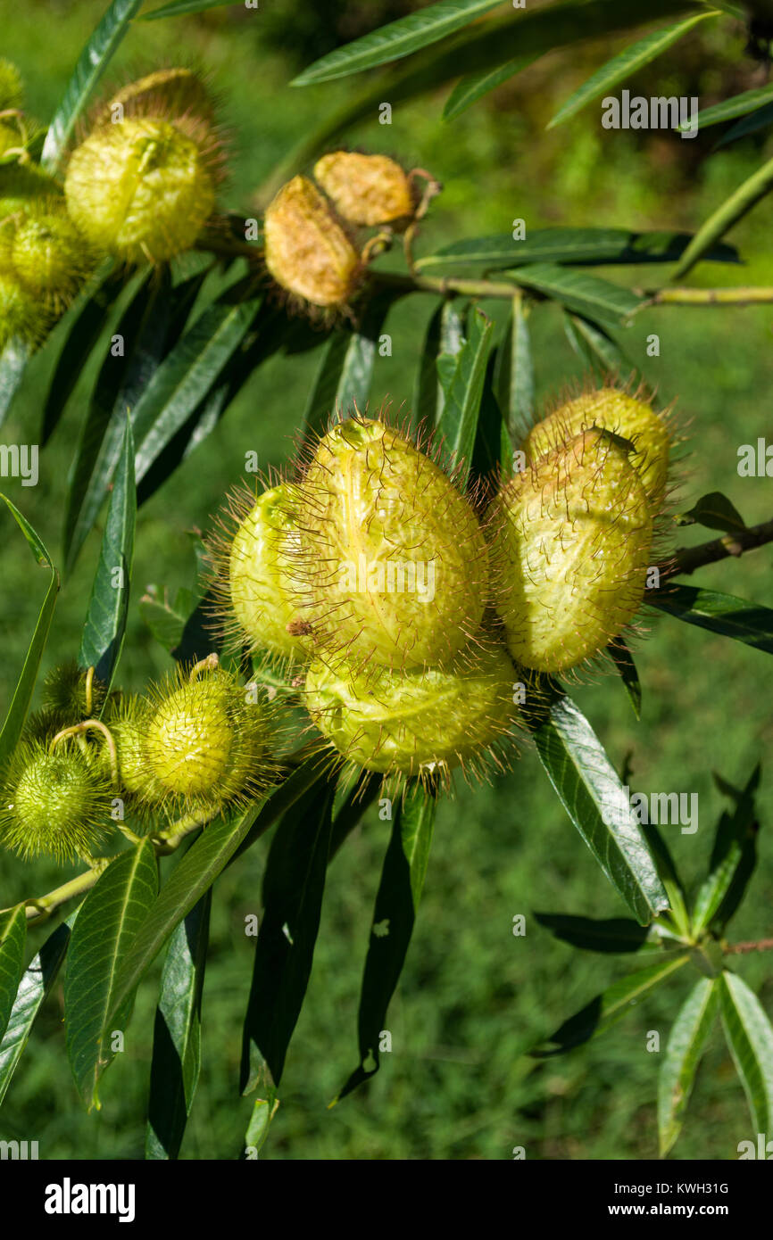 Ballon Anlage (Gomphocarpus physocarpus physocarpus oder Asclepias) Samenkapseln, Nairobi, Kenia, Ostafrika Stockfoto