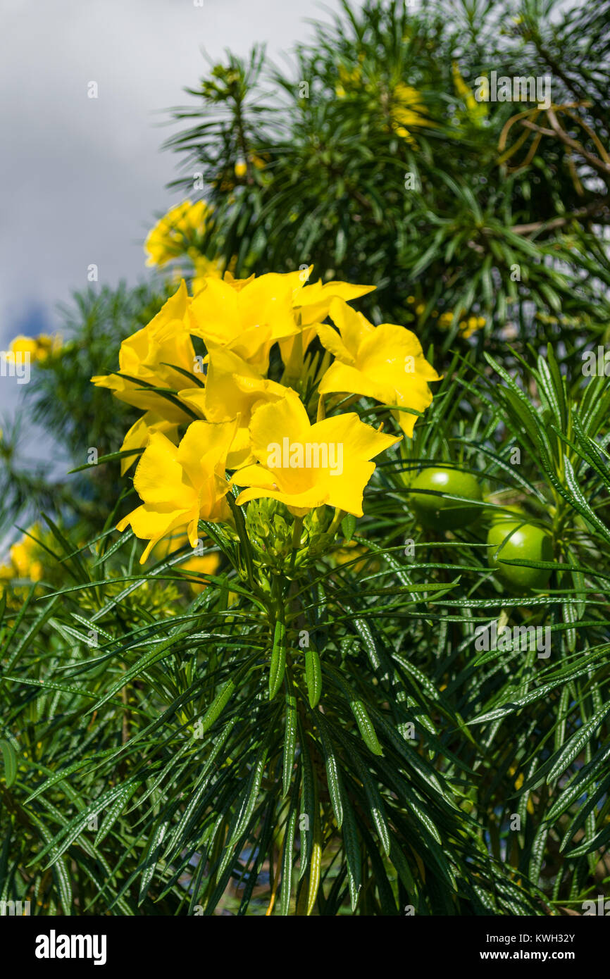 Helle gelbe Blumen und grüne Frucht der Cascabela thevetia oder Thevetia rubro-Baum, Kenia, Ostafrika Stockfoto