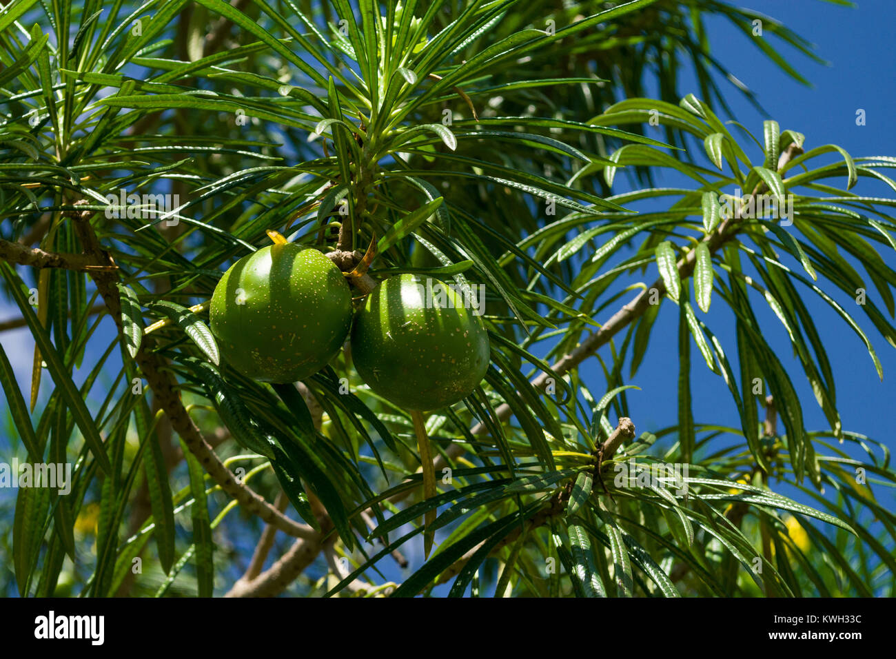 Runde grüne Frucht des Cascabela thevetia oder Thevetia rubro-Baum, Kenia, Ostafrika Stockfoto