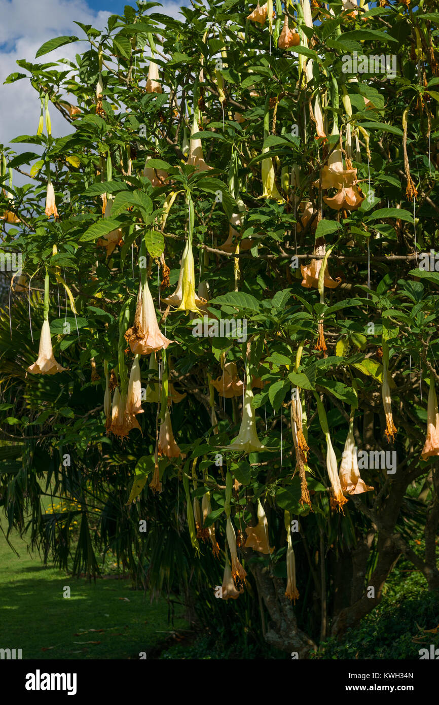 Engel Trompete (Brugmansia suaveolens oder Datura suaveolens) Blumen herunterhängen, Kenia, Ostafrika Stockfoto