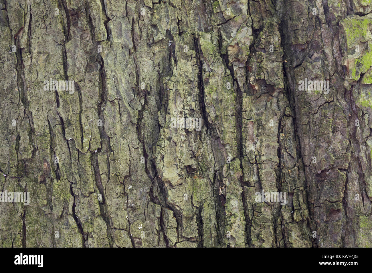 Gewöhnliche Rosskastanie, Rosskastanie, Ross-Kastanie, Kastanie, Rinde, Borke, Stamm, Baumstamm, Aesculus hippocastanum, Rosskastanie, Pferd - chestnu Stockfoto
