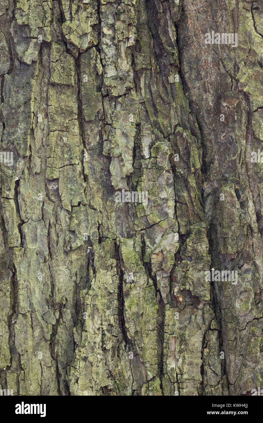 Gewöhnliche Rosskastanie, Rosskastanie, Ross-Kastanie, Kastanie, Rinde, Borke, Stamm, Baumstamm, Aesculus hippocastanum, Rosskastanie, Pferd - chestnu Stockfoto