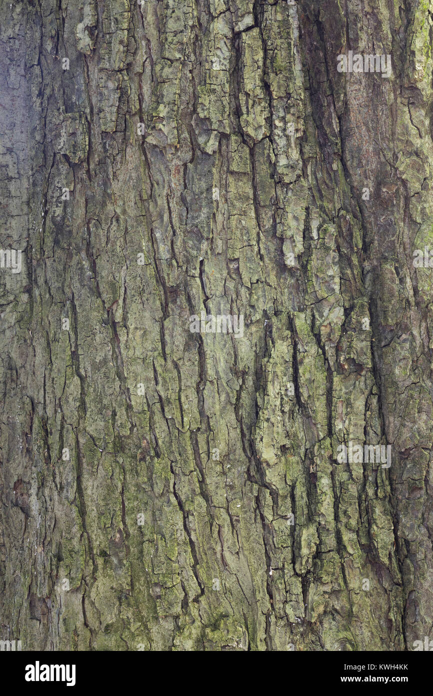 Gewöhnliche Rosskastanie, Rosskastanie, Ross-Kastanie, Kastanie, Rinde, Borke, Stamm, Baumstamm, Aesculus hippocastanum, Rosskastanie, Pferd - chestnu Stockfoto